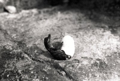 Alligator hatching by Frederick William Bond